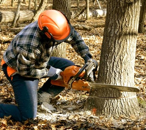 Tree Removal in Wyoming, RI